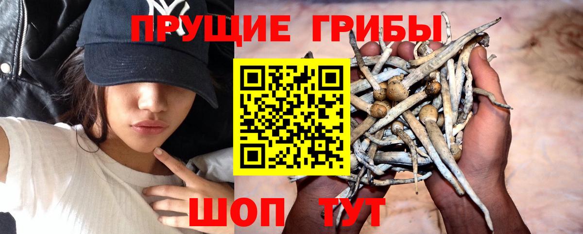 Копейск  Псилоцибиновые грибы Cubensis  Вход с VPN 